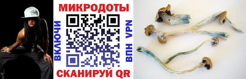 Псилоцибиновые грибы Psilocybe  Семикаракорск 